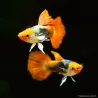 Guppy Masc. Koï Toxedo - Poecilia Reticulata