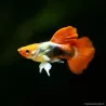 Guppy Mâle Koï Tuxedo - Poecilia Reticulata