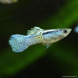 Guppy Mâle Metal Head Purple - Poecilia Reticulata