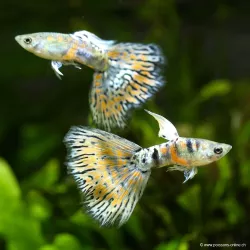 Guppy Mâle Metal Snakeskin Red Lace - Poecilia Reticulata
