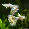 Guppy Mâle Metal Snakeskin Red Lace - Poecilia Reticulata