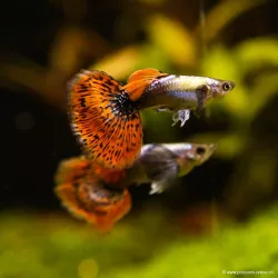 Guppy Masc. Miracolo A Mosaico - Poecilia Reticulata