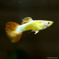 Guppy Mâle Nemo - Poecilia Reticulata