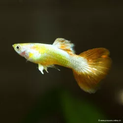 Guppy Mâle Nemo - Poecilia Reticulata