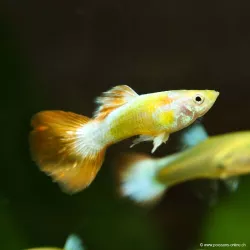Guppy Mâle Nemo - Poecilia Reticulata