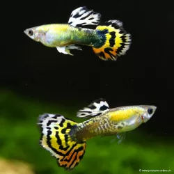 Guppy Mâle Orange Mosaïc - Poecilia Reticulata