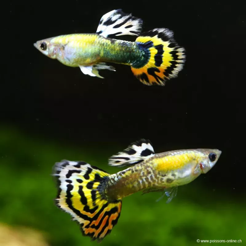 Guppy Mâle Orange Mosaïc - Poecilia Reticulata