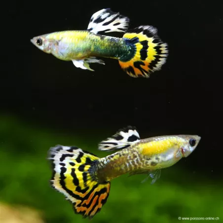 Guppy Mâle Orange Mosaïc - Poecilia Reticulata