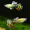 Guppy Mâle Orange Mosaïc - Poecilia Reticulata