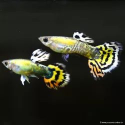 Guppy Mâle Orange Mosaïc - Poecilia Reticulata