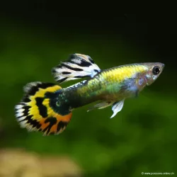Guppy Mâle Orange Mosaïc - Poecilia Reticulata
