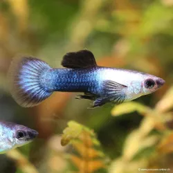 Guppy Masc. Panda - Poecilia Reticulata