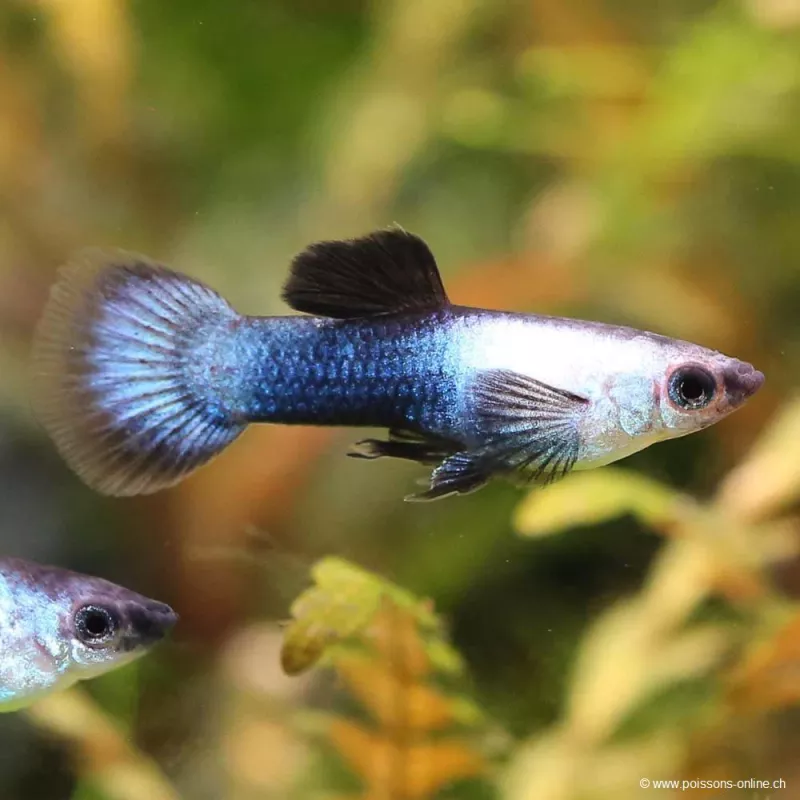 Guppy Masc. Panda - Poecilia Reticulata
