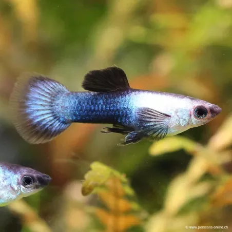 Guppy Mann Panda - Poecilia Reticulata