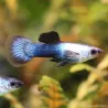 Guppy Masc. Panda - Poecilia Reticulata