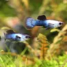 Guppy Masc. Panda - Poecilia Reticulata