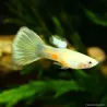 Guppy Mâle Parrot - Poecilia Reticulata
