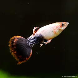 Guppy Mann Pink Tuxedo - Poecilia Reticulata