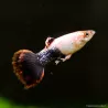 Guppy Mann Pink Tuxedo - Poecilia Reticulata