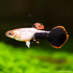 Guppy Masc. Toxedo Rosa - Poecilia Reticulata