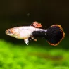 Guppy Mann Pink Tuxedo - Poecilia Reticulata