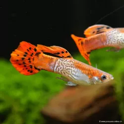 Guppy Masc. Cobra Rossa - Poecilia Reticulata