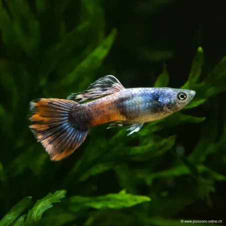 Guppy Masc. Saphire Rosso - Poecilia Reticulata