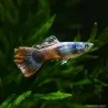 Guppy Mann Red Saphire - Poecilia Reticulata