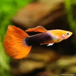 Guppy Masc. Toxedo Rosso - Poecilia Reticulata