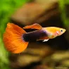 Guppy Mâle Red Tuxedo - Poecilia Reticulata