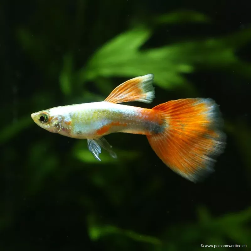 Guppy Mâle Santa Claus - Poecilia Reticulata