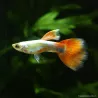 Guppy Masc. Babbo Natale - Poecilia Reticulata