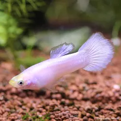 Guppy Mâle Snow White - Poecilia Reticulata