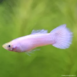 Guppy Masc. Bianco Come La Neve - Poecilia Reticulata