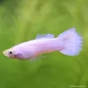 Guppy Mann Snow White - Poecilia Reticulata