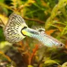 Guppy Masc. Cobra Giallo - Poecilia Reticulata