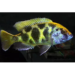 Haplo-Léopard - Nimbochromis Venustus