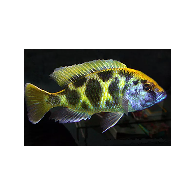 Pfauenmaulbrüter - Nimbochromis Venustus