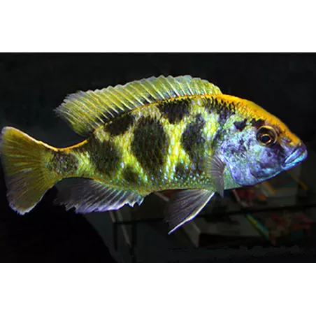 Aplo-Leopardo - Nimbochromis Venustus