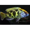 Haplo-Léopard - Nimbochromis Venustus