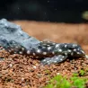 Hypancistrus Inspector - L201 Hypancistrus Inspector