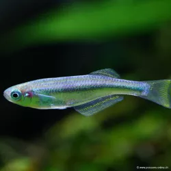 Tanganjika Leuchtaugenfisch - Lamprichthys Tanganicanus