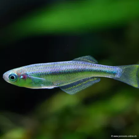 Killi Perlé Du Tanganyika - Lamprichthys Tanganicanus