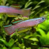 Killi Striped - Aphyosemion Striatum