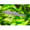 Killi Striped - Aphyosemion Striatum