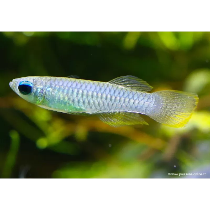 Killie Yeux Bleus - Aplocheilichthys Normani