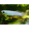 Killie Blue Eyes - Aplocheilichthys Normani