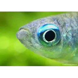 Killie Yeux Bleus - Aplocheilichthys Normani