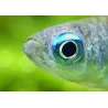 Killie Blue Eyes - Aplocheilichthys Normani