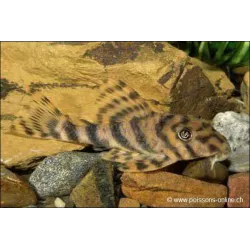 L015 Peckoltia Imperial - L015 Peckoltia Vittata